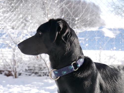 Europäischer Schlittenhund