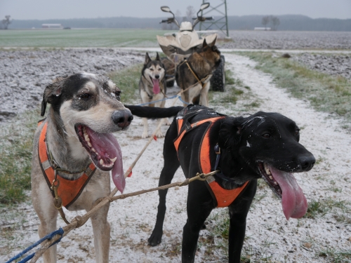 Europäischer Schlittenhund