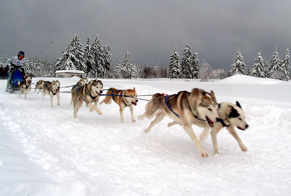 Schlittenhunde