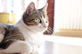Katze
