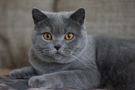 Katze2