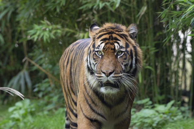 tiger-3765662_1280%281%29