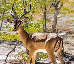Antilope