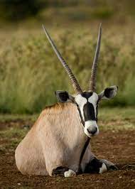 Antilope2