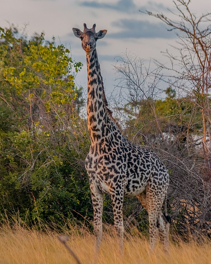 Giraffe
